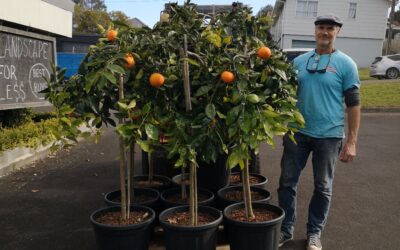 STANDARD CIPO CASCADING ORANGE