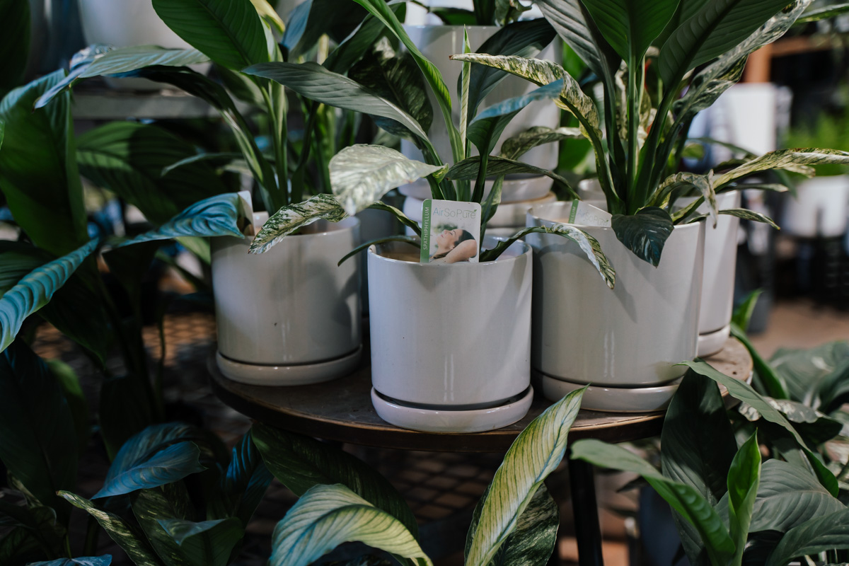 Pots For Plants To Turn Even A Tiny Blossom Into Interior Design