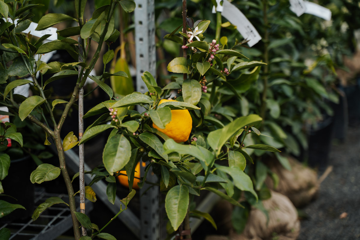 Edible Gardening - Feed Your Body & Your Plant Obsession In One