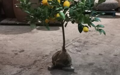 HESSIAN WRAPPED CITRUS