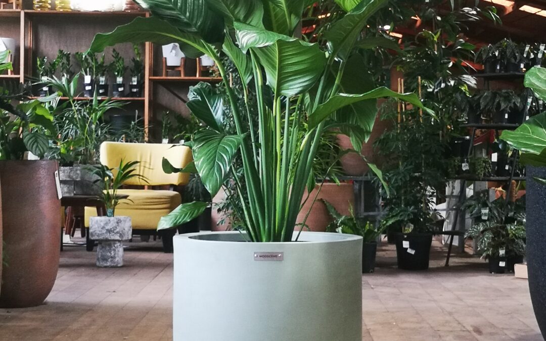 Elevate Your Space with MODSCENE Planters