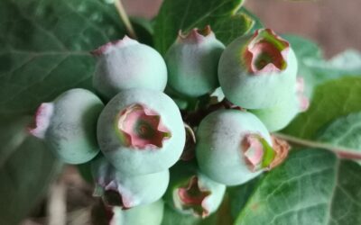 Blueberry Peach Sorbet – A Dwarf Beauty with Colourful foliage and Delicious Fruit