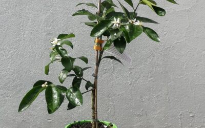 Big Flavour in Small Spaces: Dwarf Citrus at Church Street Garden Central